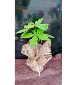Para Çiçeği Bolluk Simgesi 